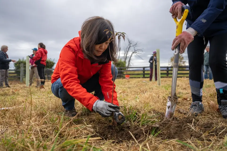 Tree Planting in Purcellville