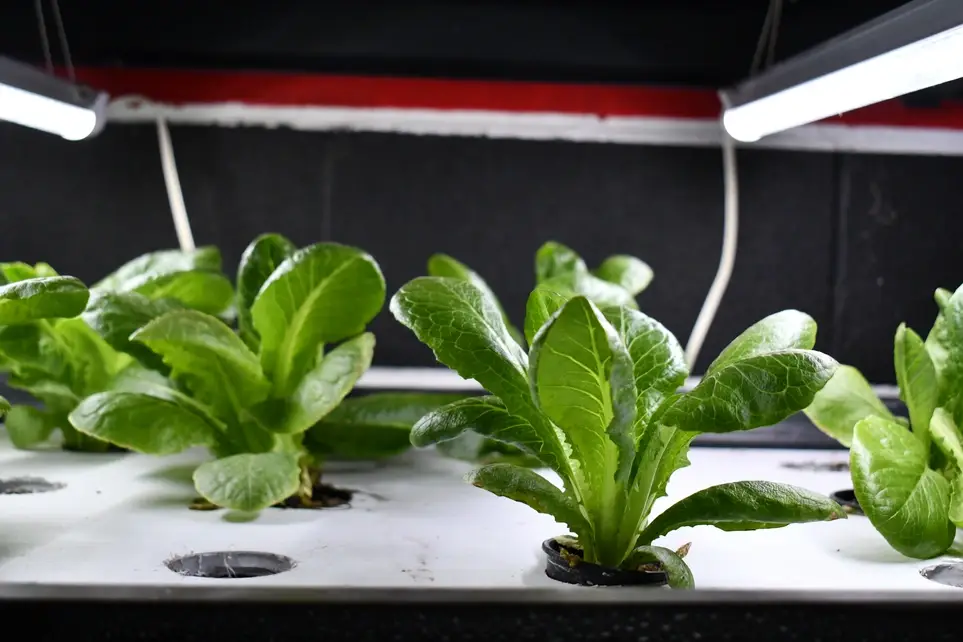 Aquaponics Technician - Milton, ON