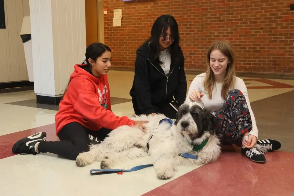 Therapy Dogs for Youth Mental Health in Boulder, CO