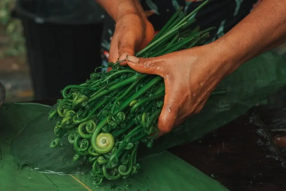 Amazonian Forest Foods and Culinary Arts