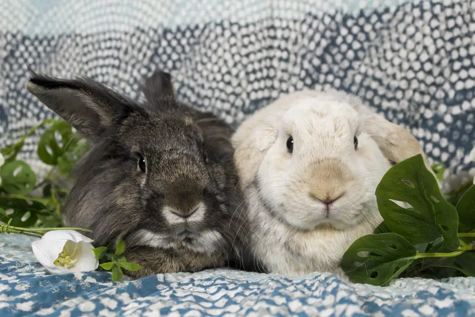 Rabbit Foster Parent - Connecticut