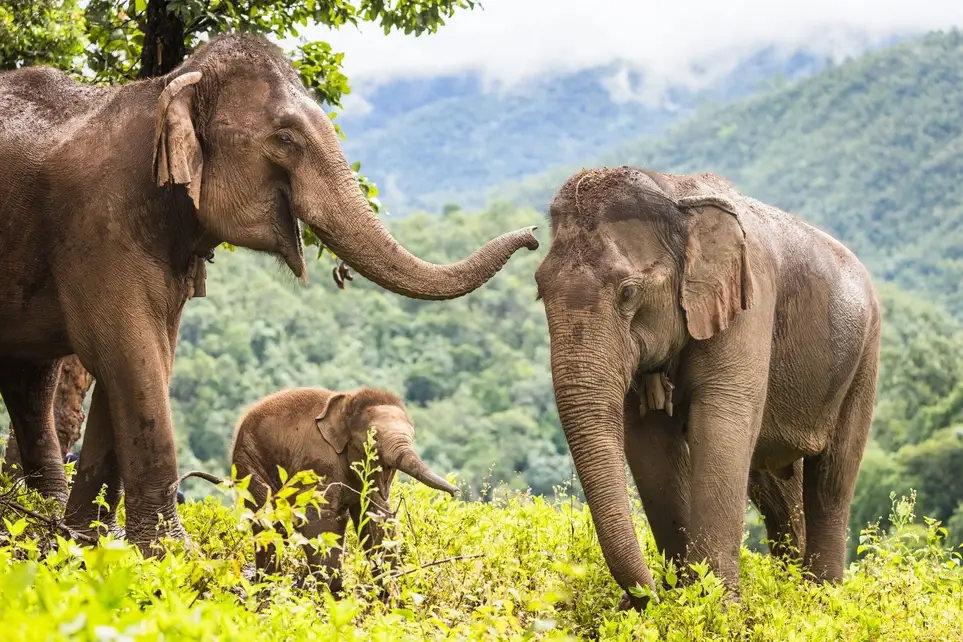 Elephant Research Internship