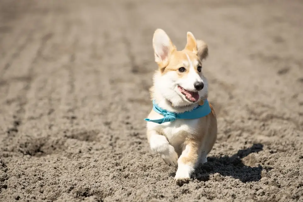Corgi's Against Alzheimer's Event Committee
