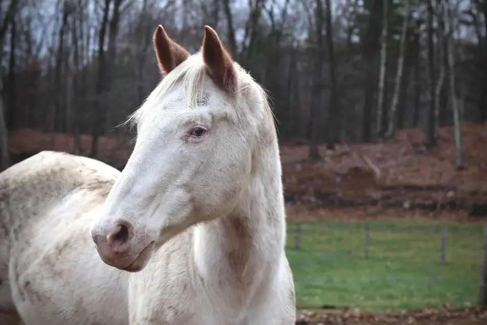 Corporate Sponsorship Liaison