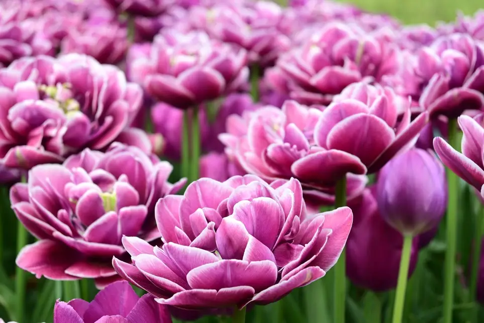 Longwood Gardens Outdoor Horticulture Assistant