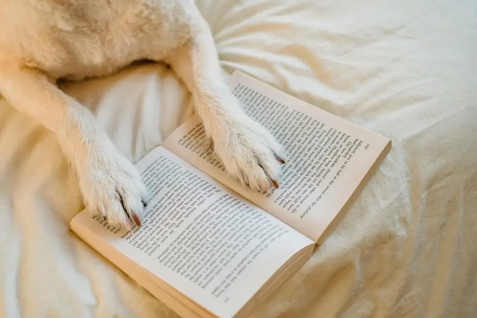 Paws to Read: Join our Tail-Wagging Team for Reading Fun with Therapy Dogs at College Hill!