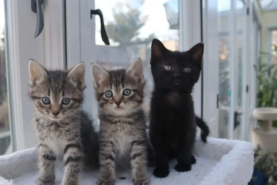 Storyteller for Storytime for Children