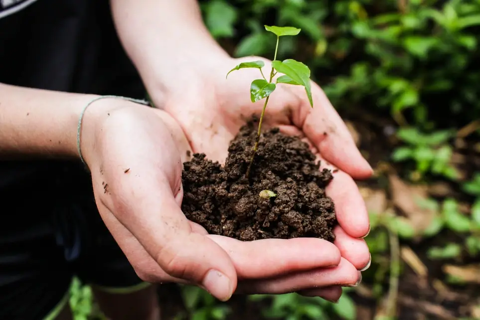 Amazonian Forest Conservation & Regenerative Agriculture Internship