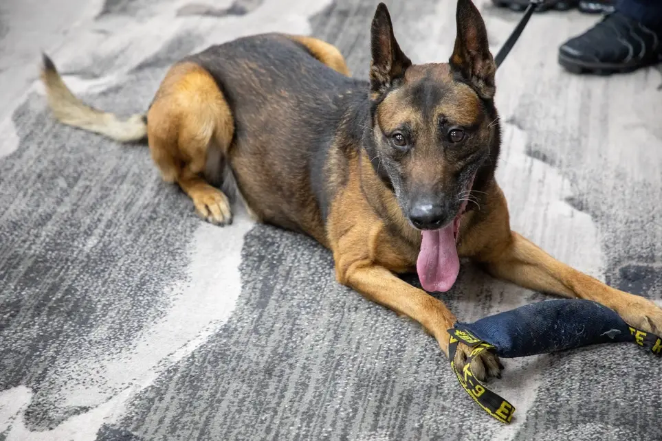 Social Media Marketing Coordinator