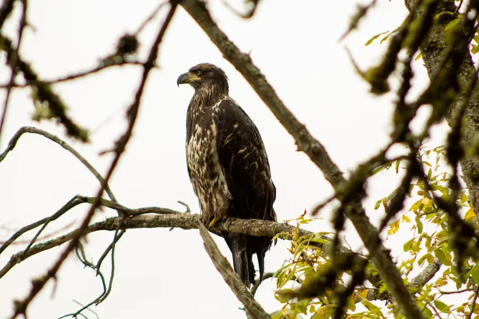 Fall Migration Bird Walk- Luther Burbank Park