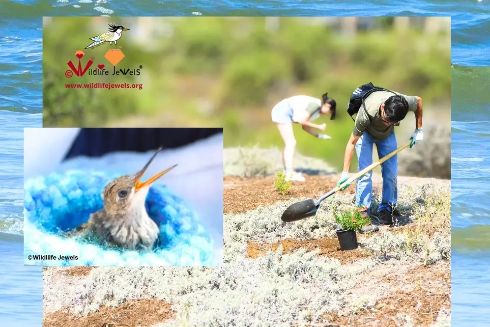 Wildlife Conservation Outreach Volunteer – Newport Beach