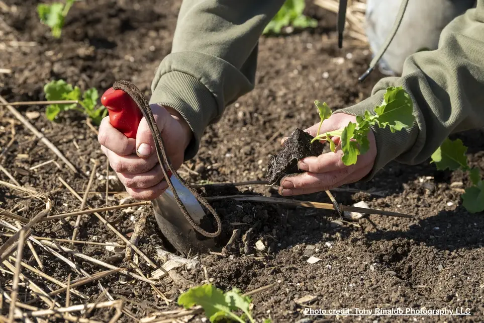 Help Grow Food for Hunger Relief