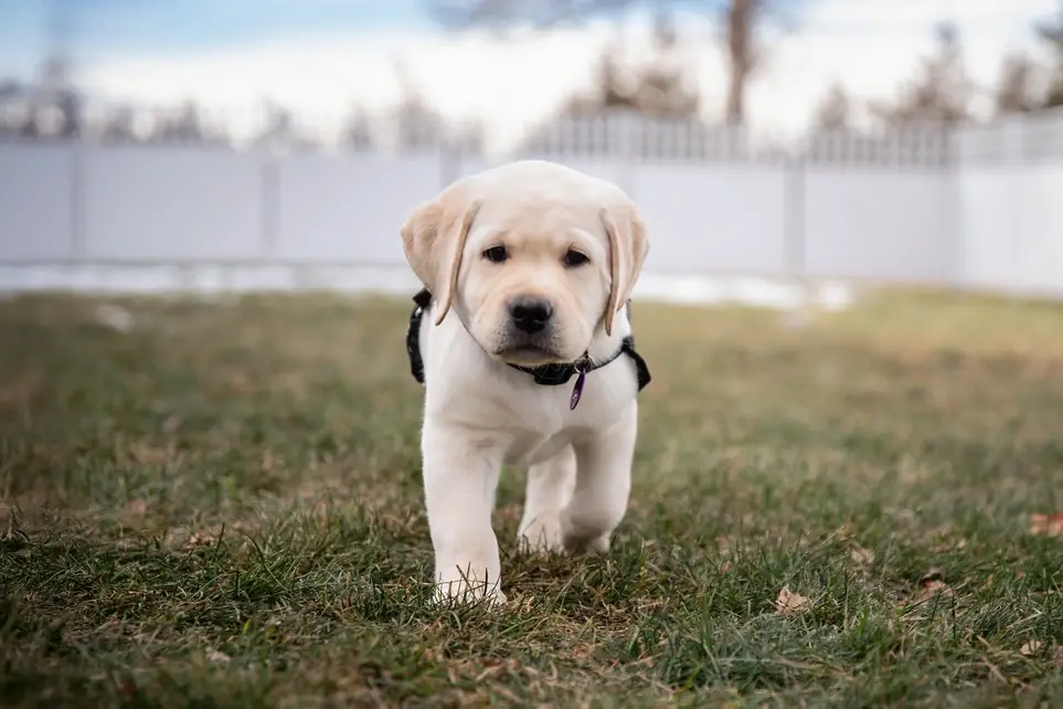 Puppy Socializers- Host a puppy for 2 months!