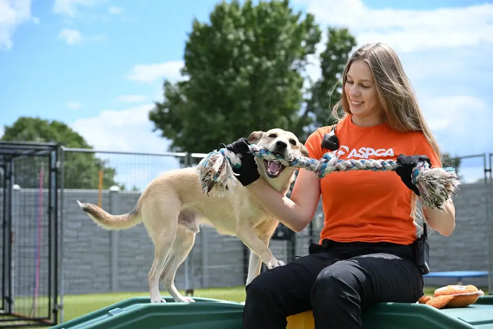 Volunteer at the ASPCA Cruelty Recovery Center!