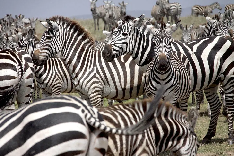 Film Production Volunteer in Africa