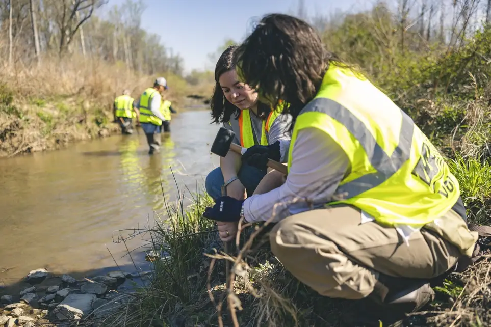 Live Stake Collection - Chantilly