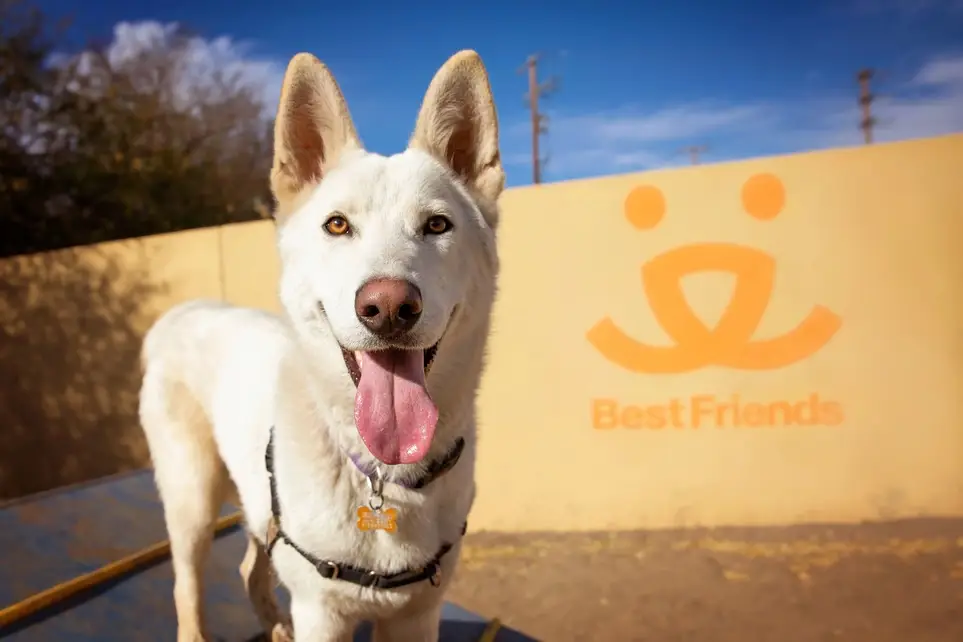 Austin, Help Cats and Dogs Find Homes on May 16! YOU can help shelter pets!