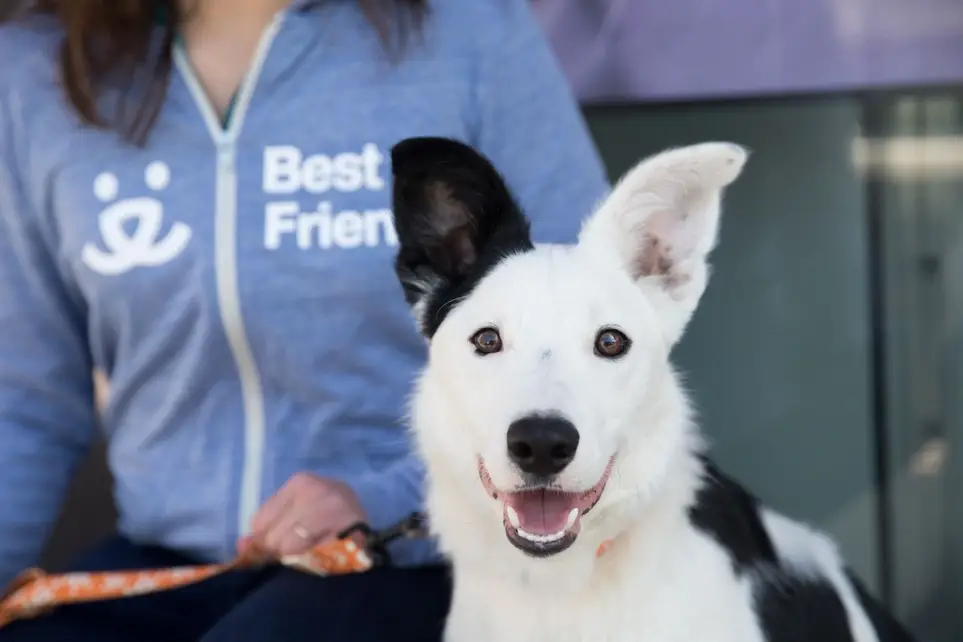 TN, help animals from the comfort of home!