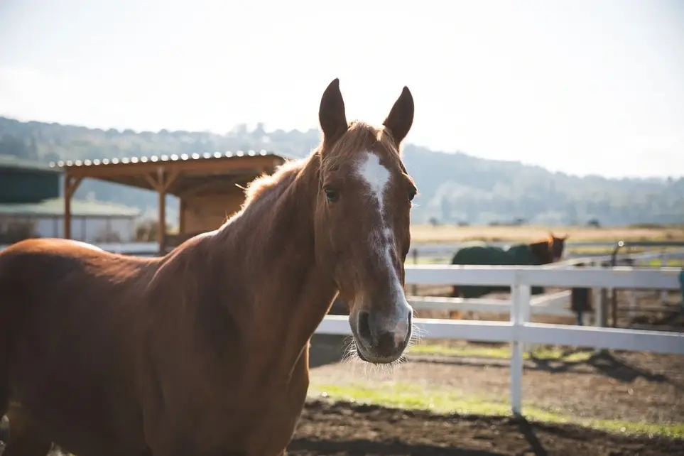 Barn Help Needed for Therapy Horses