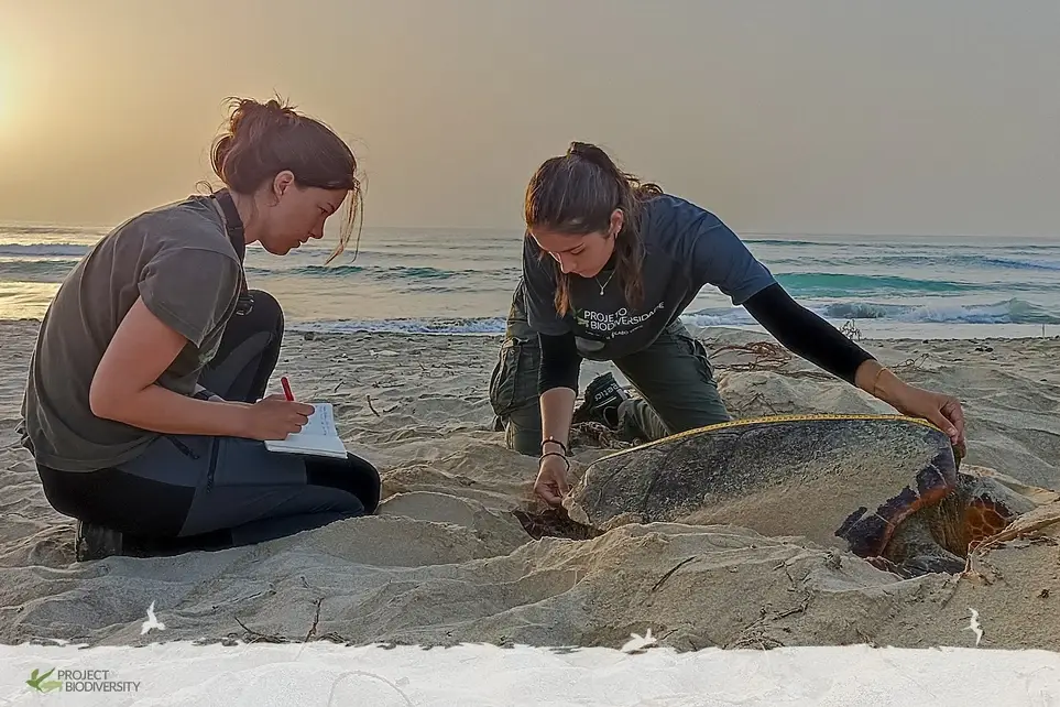 Sea Turtle Nesting Season Volunteering Program 2026