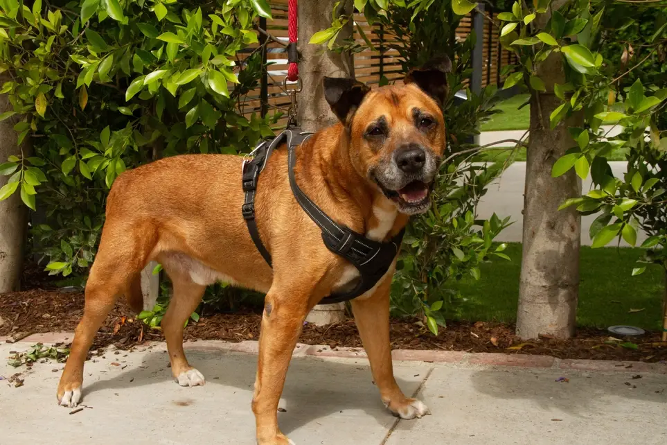 Standby Volunteers Needed for DOGGY EMERGENCIES!