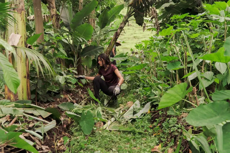 Learn and Practice Natural Building and Agroforestry on an Eco Farm in Brazil