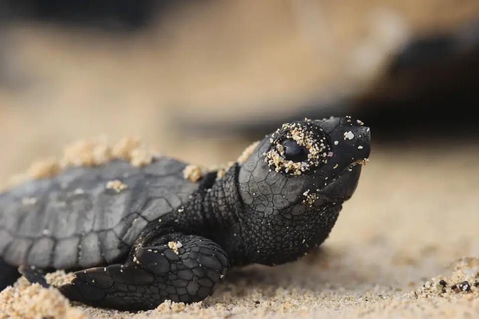 Turtle Hatchling Season Volunteer Program 2026