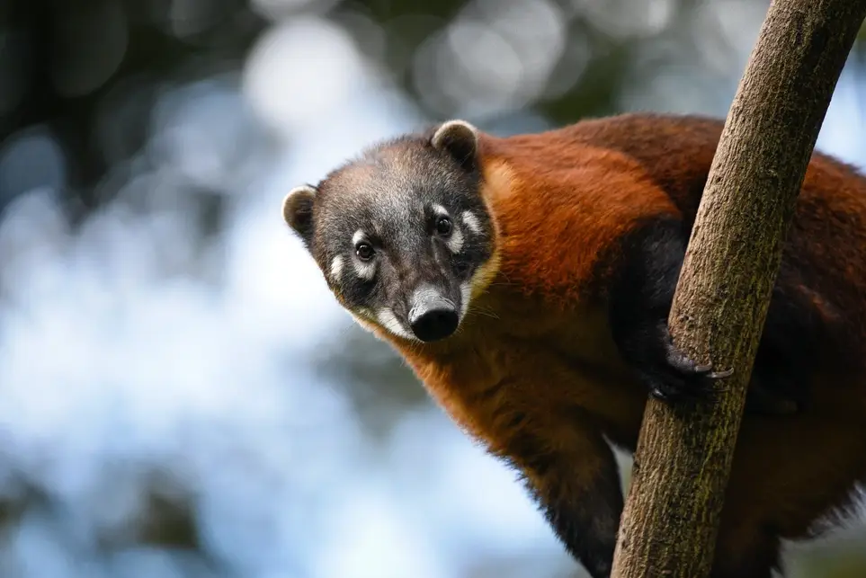Animal caretaker - Work with rescued wildlife in the jungle