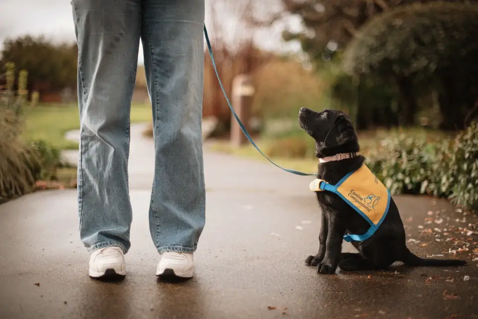 Love dogs? Raise a future service dog puppy!