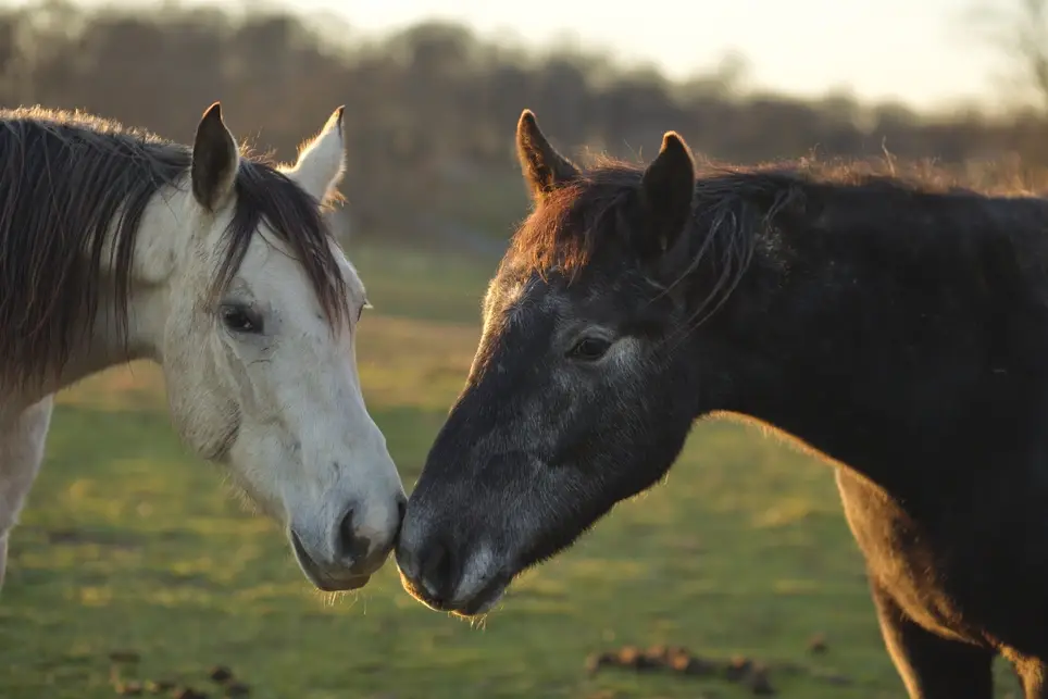 Horse Groom . Horse Trainer . Horse Exercise