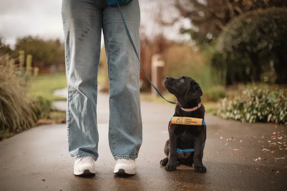 Love dogs? Raise a future service dog puppy!