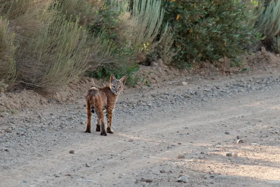 Room to Roam Community Science Project