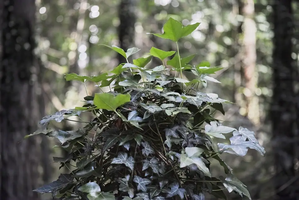Pioneer Park Clean Up