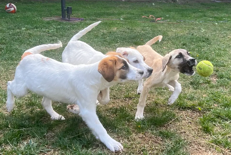 Foster a Rescue Dog! Everything Provided