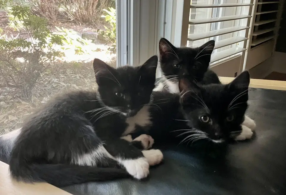 Cat Person? Love kittens?