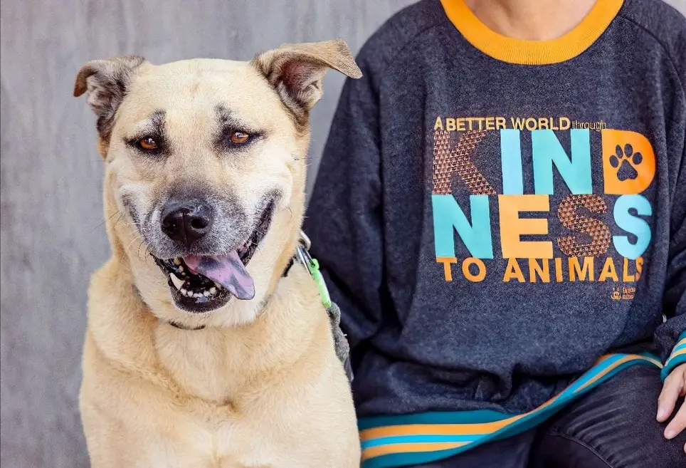 Volunteer Instructional Designer needed! Help animals from the comfort of home!