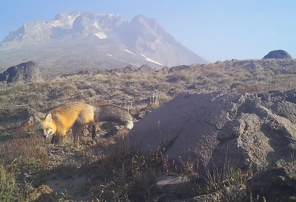 Help Maintain a Wildlife Camera and Document Rare Carnivores of Mt Hood! 