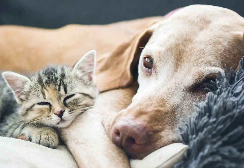 Development & Fundraising  Assistant