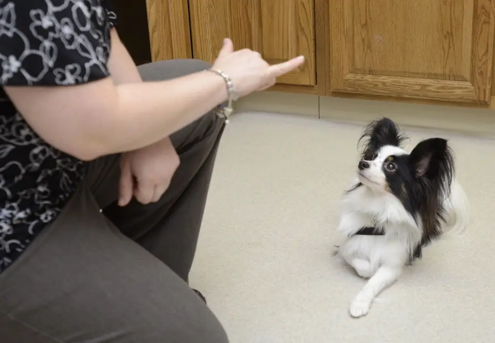 Canine Recess Monitor