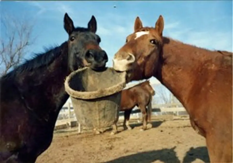 Horse Care volunteer