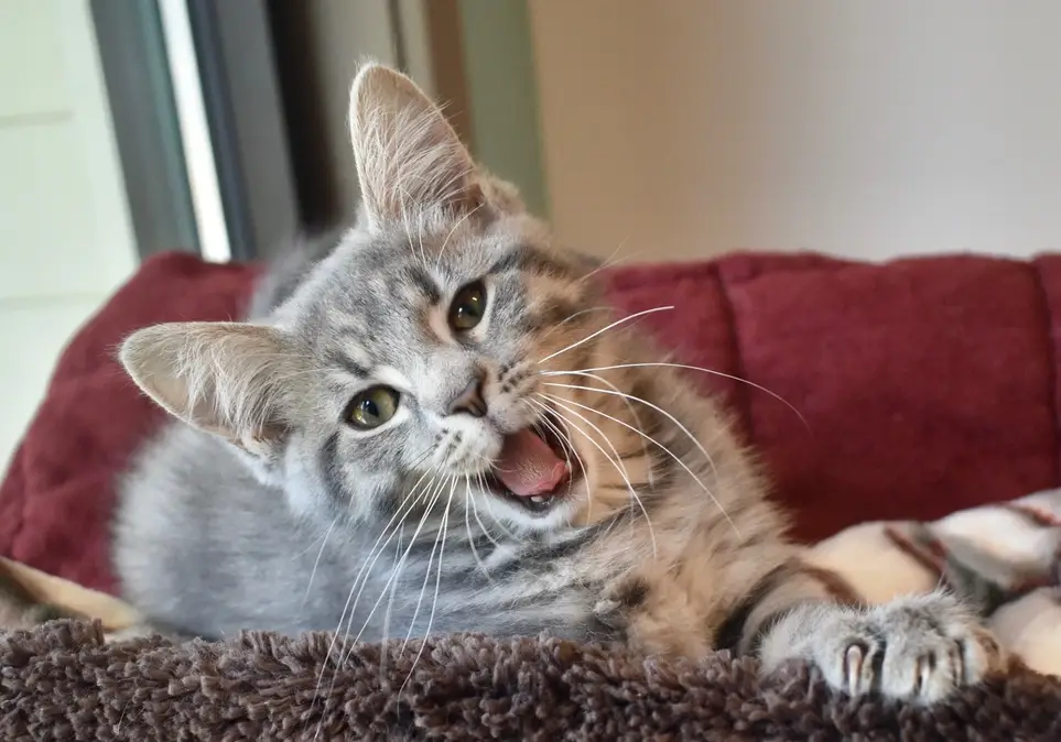 Marketing Committee - Article Writing