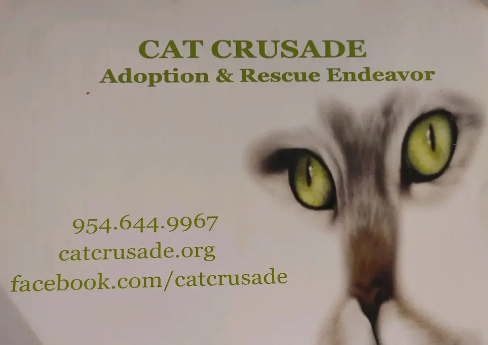 Volunteer and share the love at cat adoption center in East Fort Lauderdale, FL or N. Miami