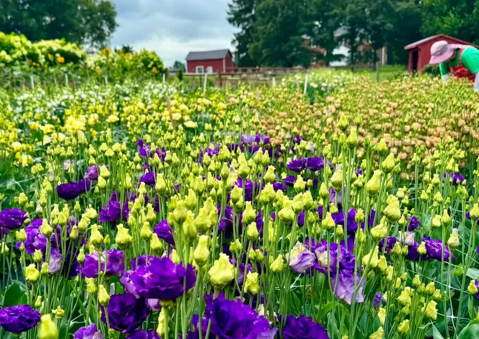 Garden volunteering at Leesburg flower farm