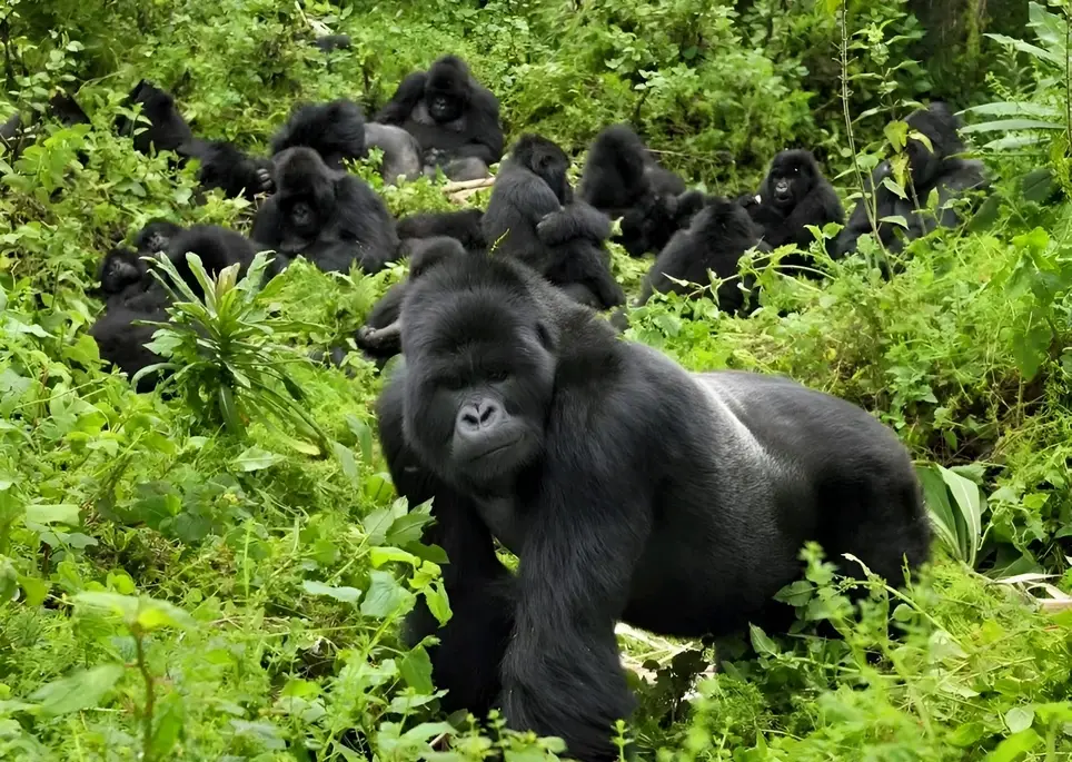 Wild Uganda Safari & Service - Adventure Awaits, Impact Ensues