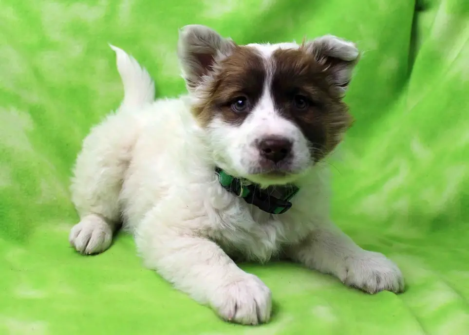 Make a Difference in the Lives of Rescue Dogs by Helping at an Adoption Event at PetSmart in Northglenn!