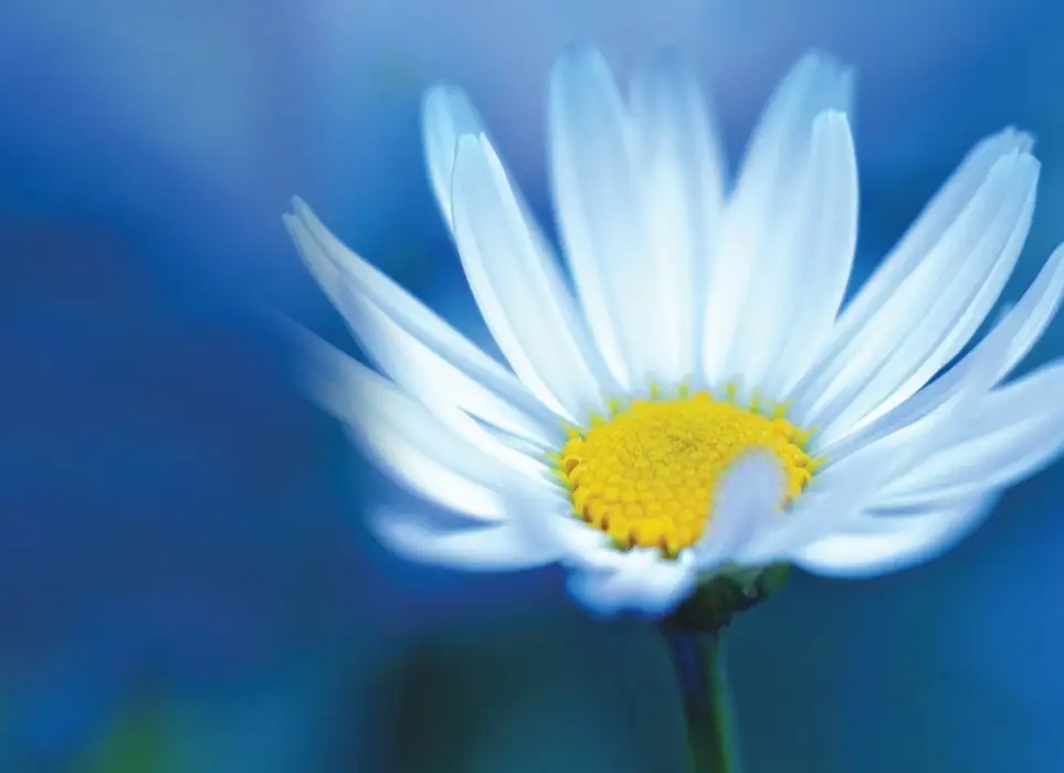 Office Administrative  Assistant  Volunteer