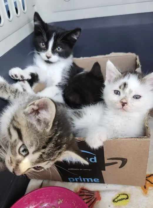 Volunteer Intake Coordinator