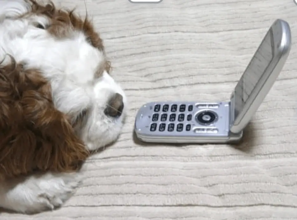 Help Your Community Animal Lovers with our OHS Info Line Phone Calls!