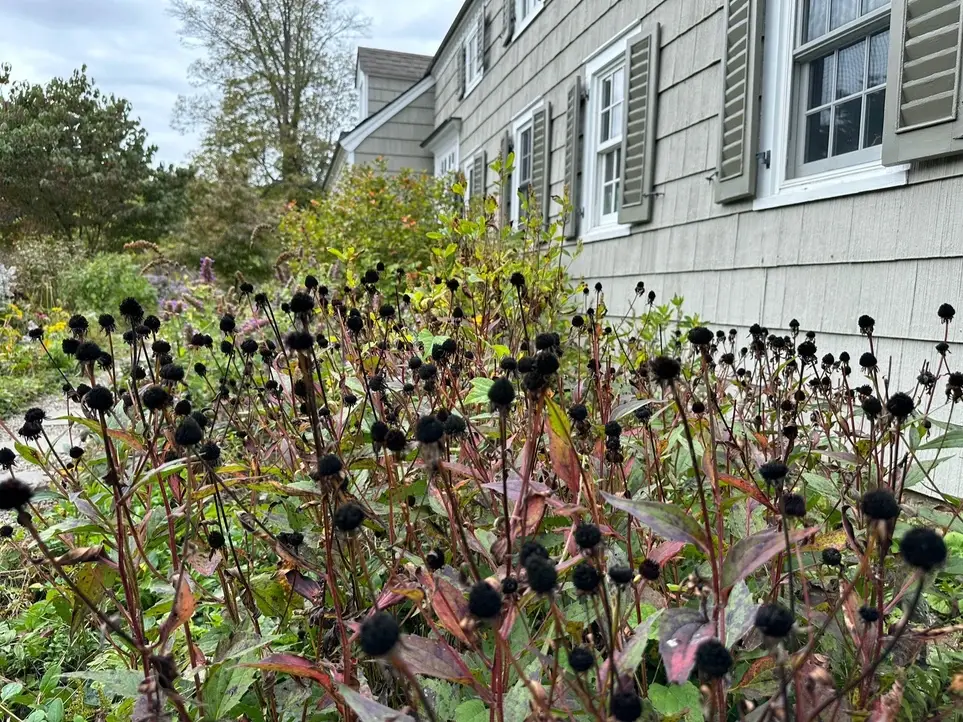 Habitat Renewal Volunteer Day