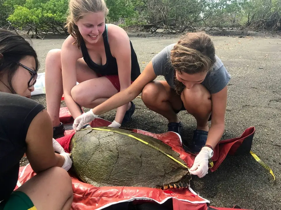 Opportunity to Offer Your Expertise While Traveling Abroad (Pro Bono Consulting Projects Available for High-Skilled Volunteers to Support Vetted and Verified NGOs)--4 Host Organizations in Costa Rica